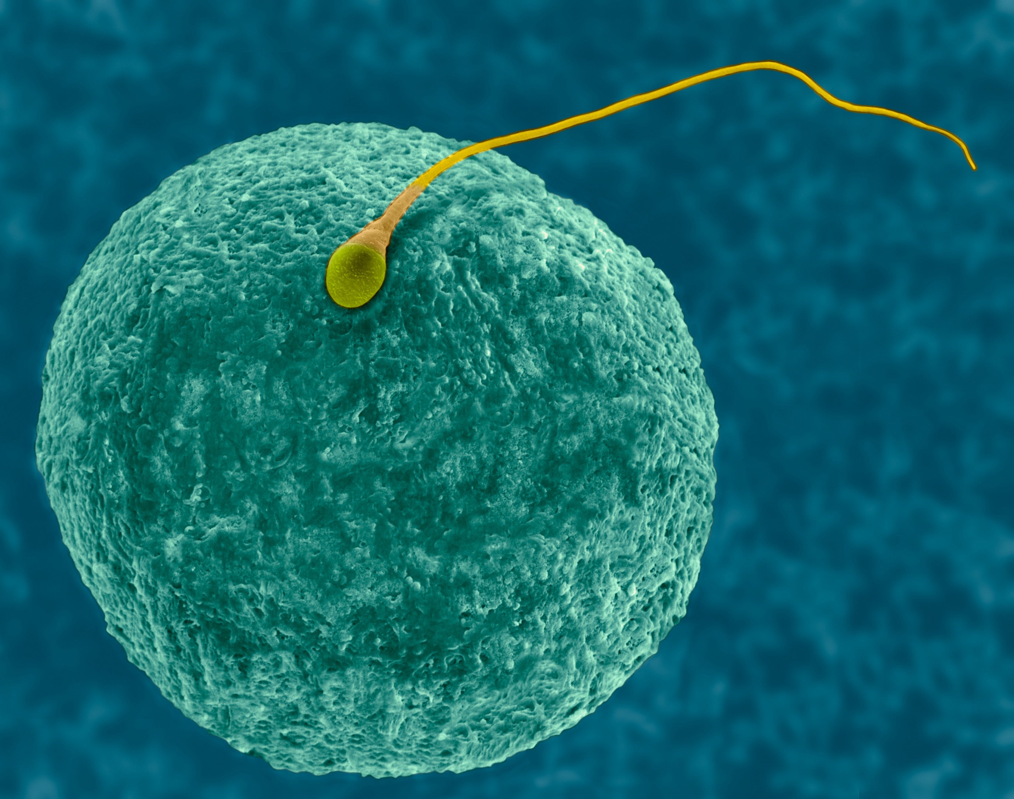 Human egg and sperm