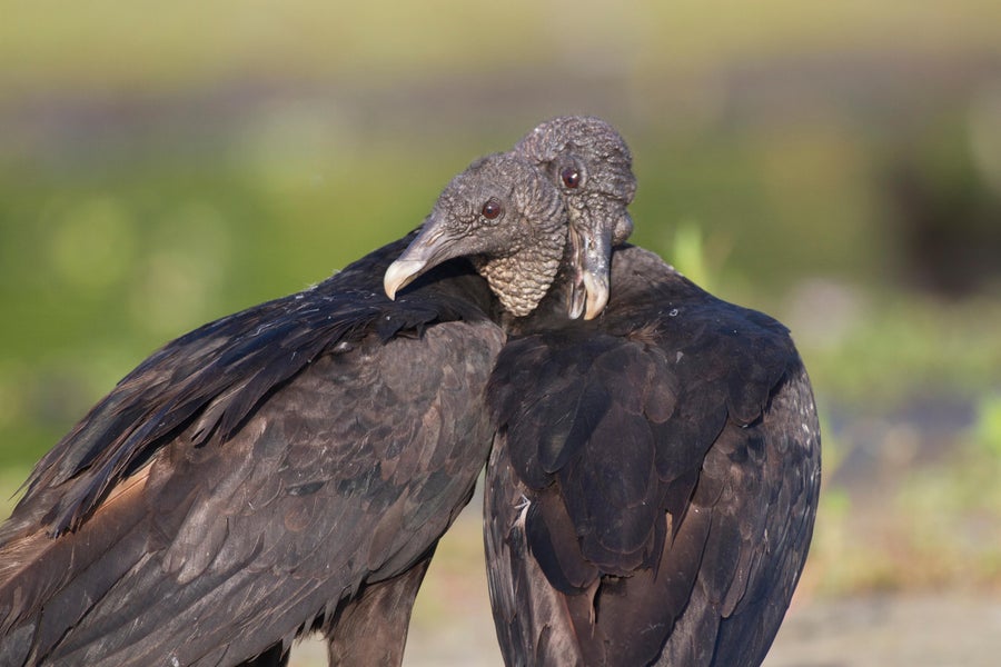 Два црна лешинара