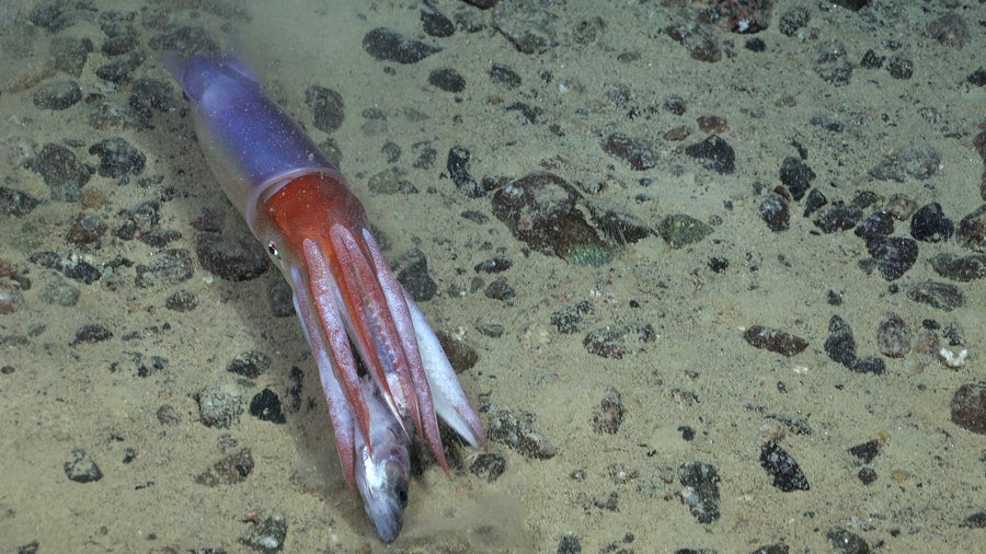 Red and purple squid eating a fish