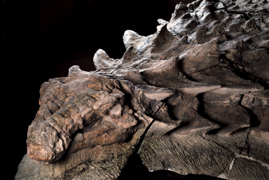 Ankylosaur 110-million-year old fossil