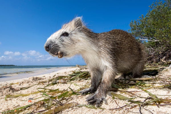 Desmarest's hutia (Capromys pilorides), a giant rodent, standing on a beach in Cuba