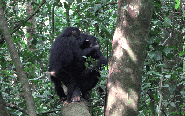 Video of infant chimpanzee, Lindsay, standing on a branch while reaching to cover the right eye of her mother, Beryl, as she is seated on the branch facing away from Lindsay.