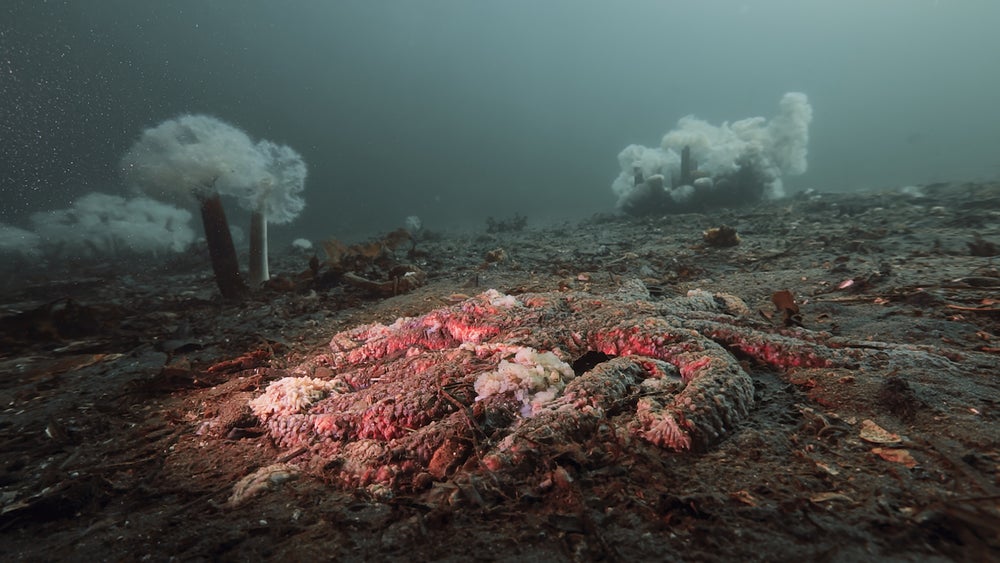 Foto, una estrella de Sunflower Sea se reduce a Goo en la Isla Calvert de Columbia Británica en 2015