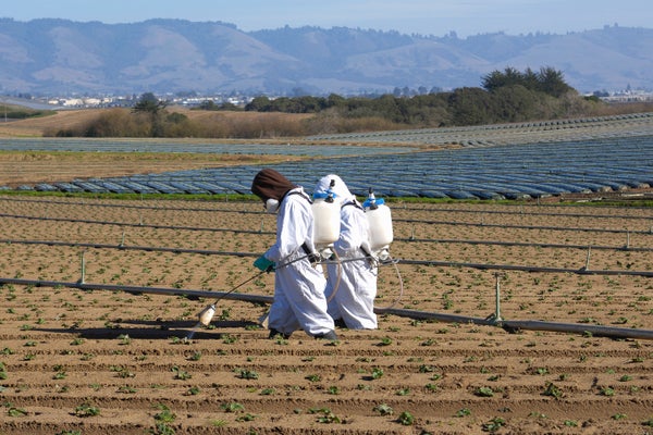 Two farm workers spraying insecticide on newly planted strawberries, on a farm along the Pacific Coast