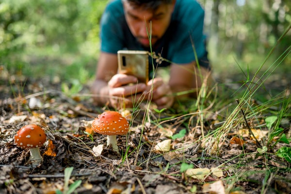 Homem ajoelhado fotografando cogumelos em uma floresta com smartphone