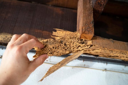 Hand pulling on a piece of wood damaged by tremites.