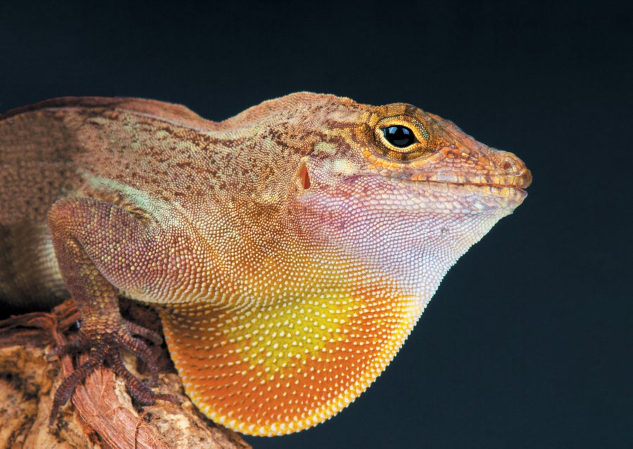 Profile image of a crested anole.