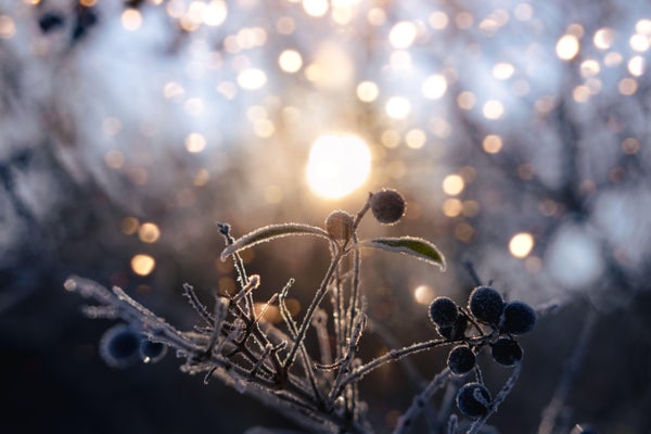 Sparkling snow in the snowy forest and low sun