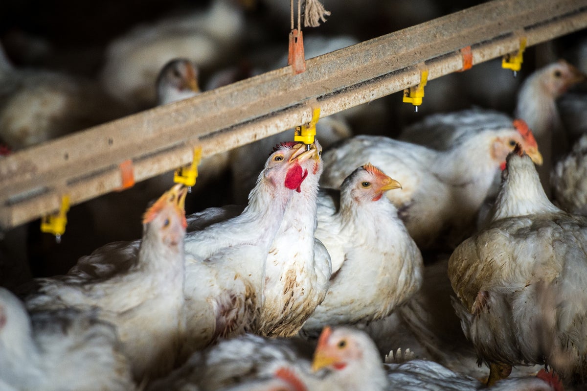 Broiler chickens drinking from water dispenser in meat production poultry facility