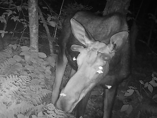 Black and white image of a moose in a forest with small white moths arounds its head and eyes