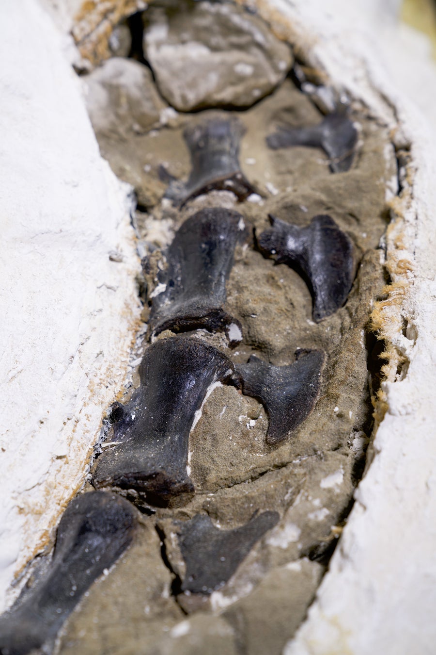 Tail vertebrae shown in a fossil