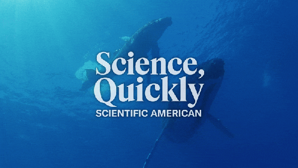 Two humpback whale swim underwater and are viewed from below. The Science Quickly logo is laid on top.