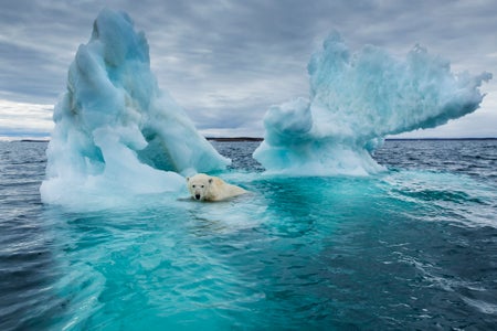 A polar bear’s head and shoulder poke out from the water, with two crags of an iceberg behind the animal and the teal blue of the sunken parts of the iceberg below