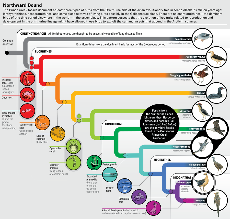 Cladogram shows Ornithothoraces, including the subgroups Eurnithes, Ornithurae, Neornithes and Neognathae. Key features that define branches are illustrated with icons, including formation of a triosseal canal, open nests, loss of gastrulia, loss of teeth, etc. All branches are illustrated with a representative species illustration. Three from ornithurine clades Ichthyornithes, Hesperornithes, and possibly Galloanserae are highlighted as the only bird fossils found in the Cretaceous Prince Creek Formation.