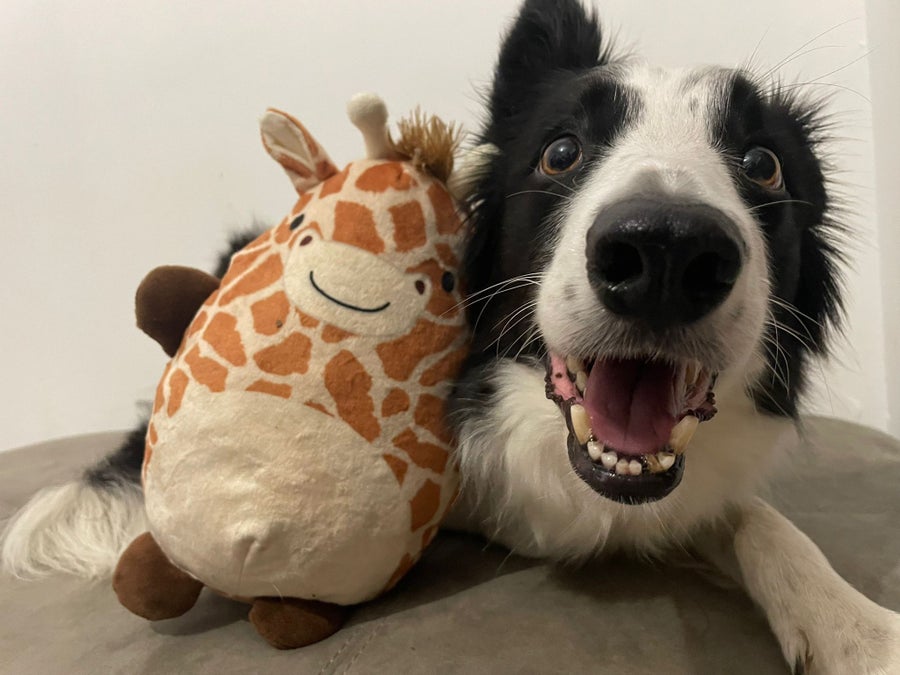 Border collie, Arya, looking into the camera with a stuffed giraffe toy