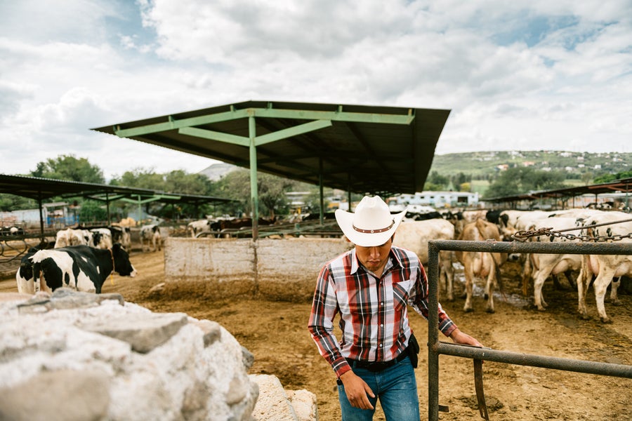 https://static.scientificamerican.com/dam/m/7ab149ec38784481/original/cattle_rancher_in_mexico.jpg?m=1750170101.555&w=900