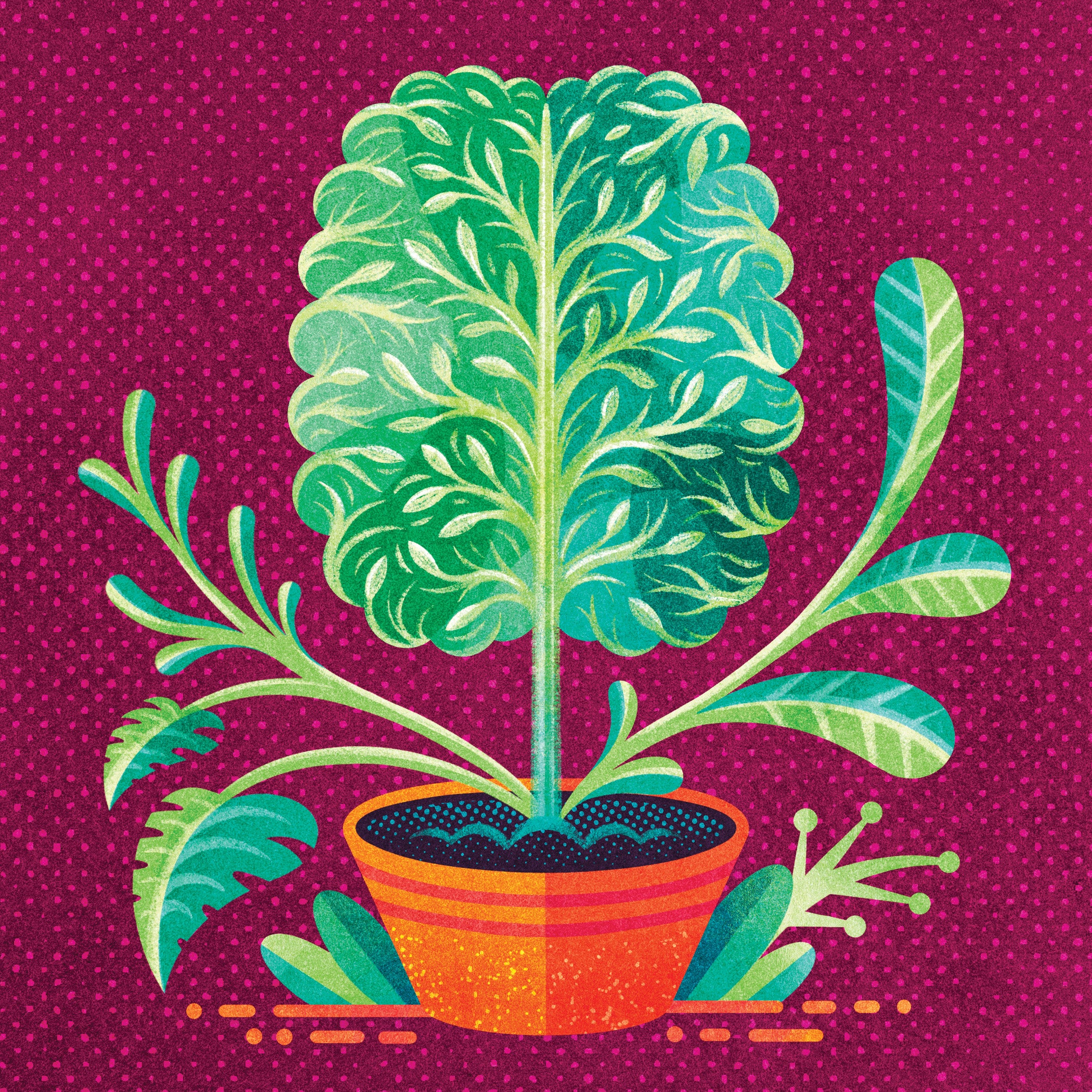 desert bloom plant Desert Rose