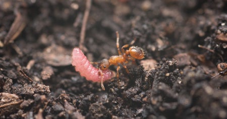 A plump pink caterpillar and a golden brown ant of the same approximate size interacting.