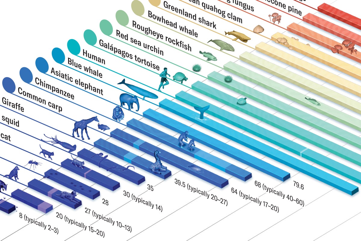 Detail of a bar chart showing the longest recorded lifespan for 24 plants and animals