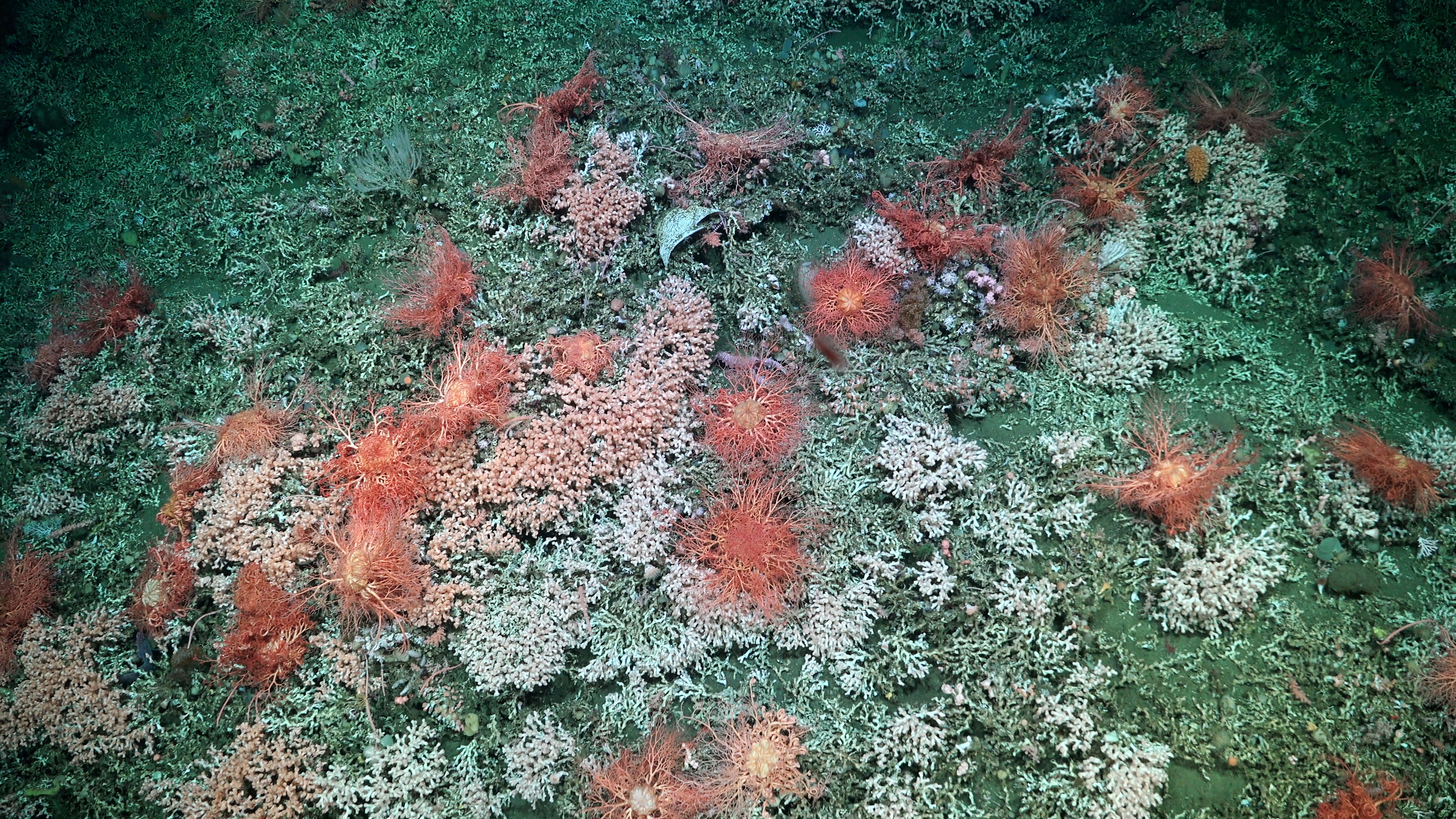 See the first stunning images of a massive coral reef that has