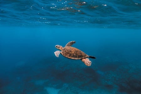 A turtle swimming underwater