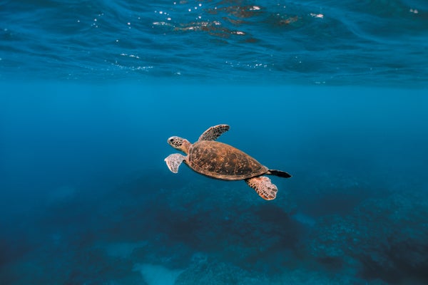 A turtle swimming underwater