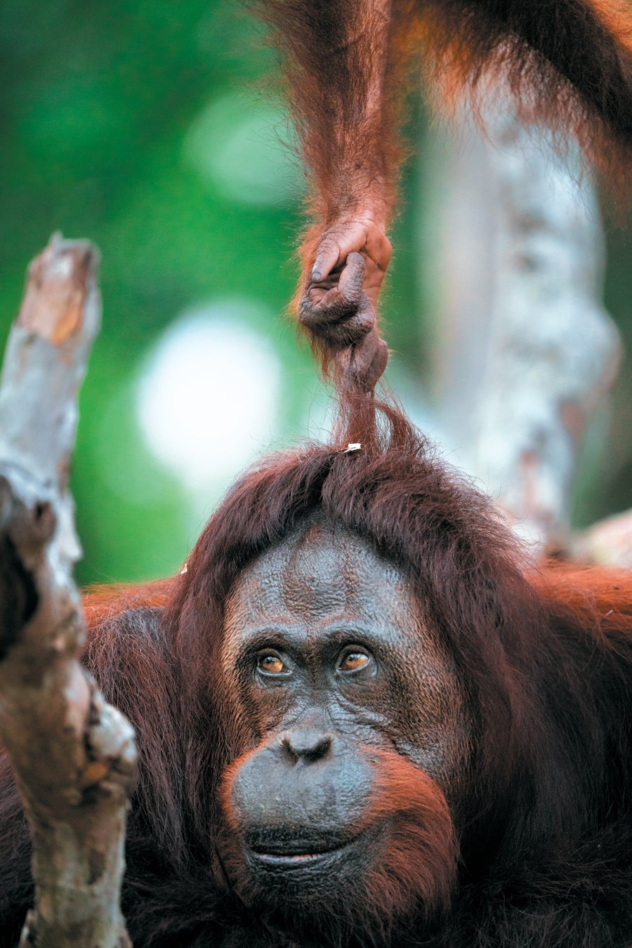 A juvenile orangutan pulls her mother’s hair.