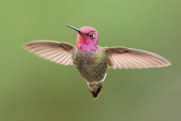 Hummingbird hovering in flight