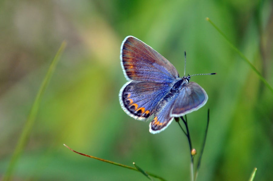 Blue butterfly with orange eyelid marking on wings in green