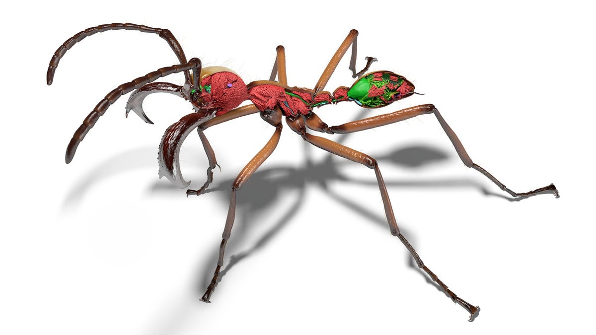 Scientists created a digital library full of ants