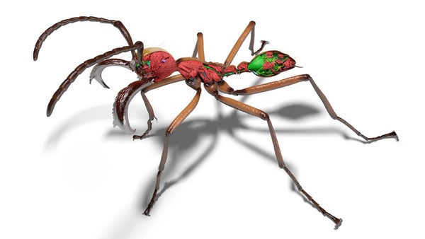 نماذج ثلاثية الأبعاد لنملة جندي، تظهر شكلها بتفاصيل عالية جدًا. تمت إزالة أجزاء من هيكله الخارجي رقميًا، مما يكشف عن صور عالية الدقة لعضلاته وجهازه العصبي والجهاز الهضمي وجهازه اللاسع.