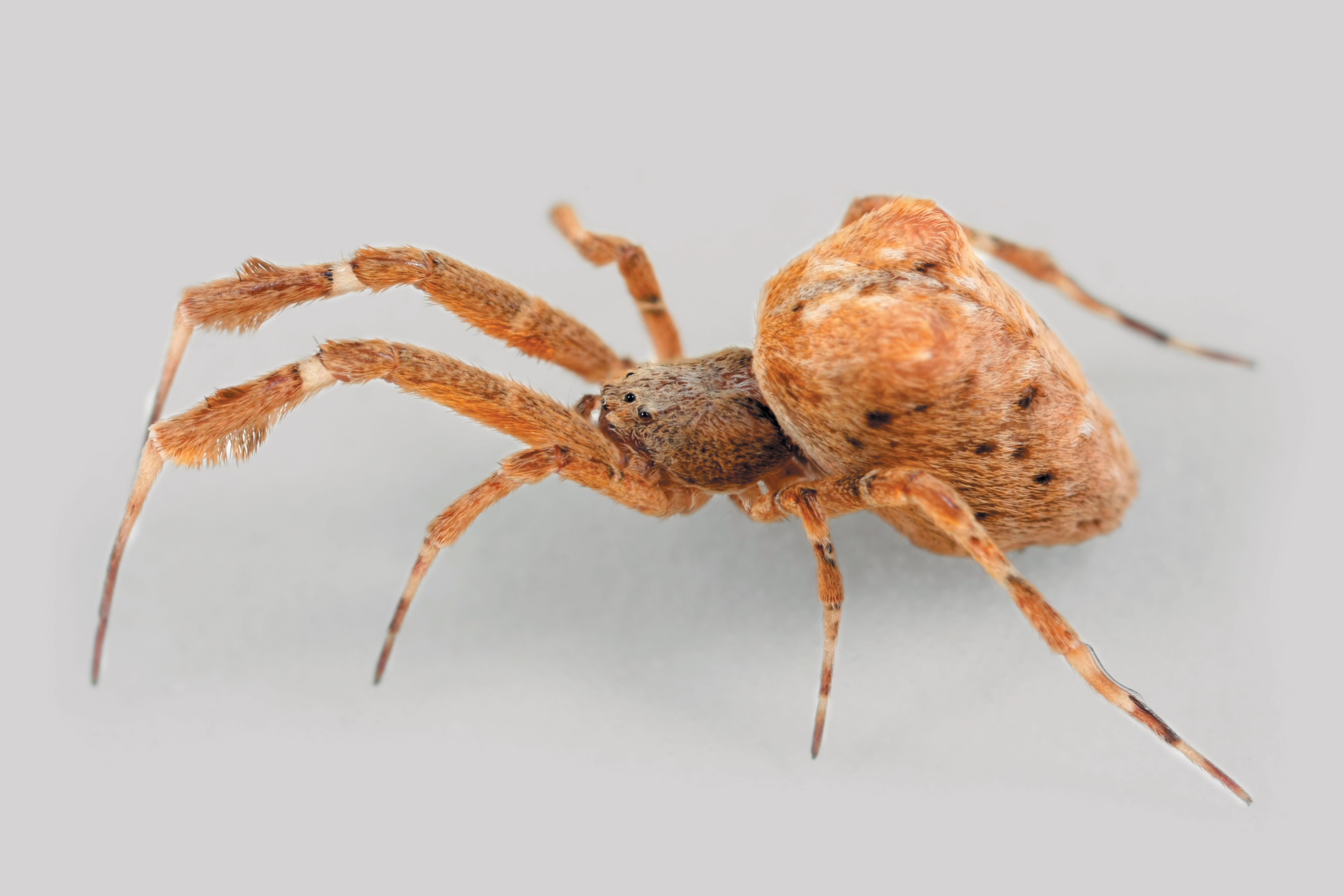 Female Hothouse Featherleg spider, Uloborus plumipes, on white background.
