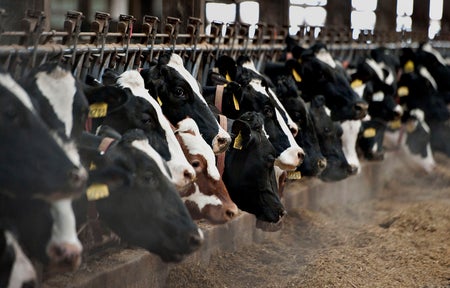 Dairy cows eat in a barn.