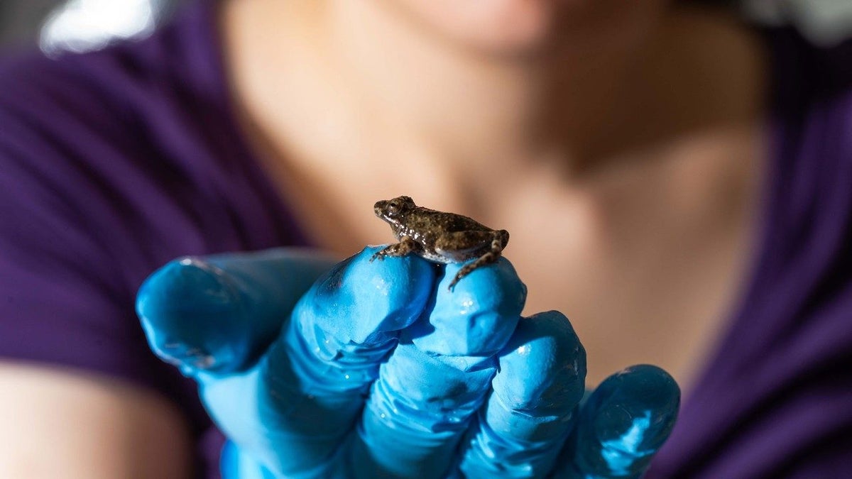 Watch a Frog Walk on Water with High-Speed Belly Flops