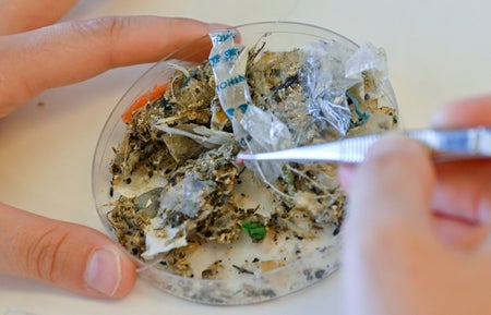 Microplastics in a sample of marine waste in a petri dish.