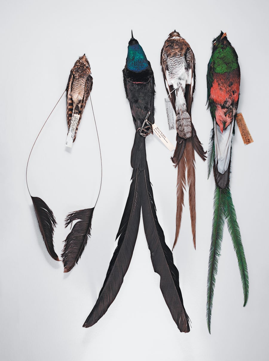 Four bird specimens with tail streamers, shown on a white background.