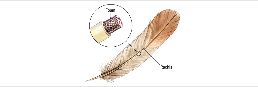 Illustration shows the anatomy of a feather. A cutaway of the rachis reveals a foam core.