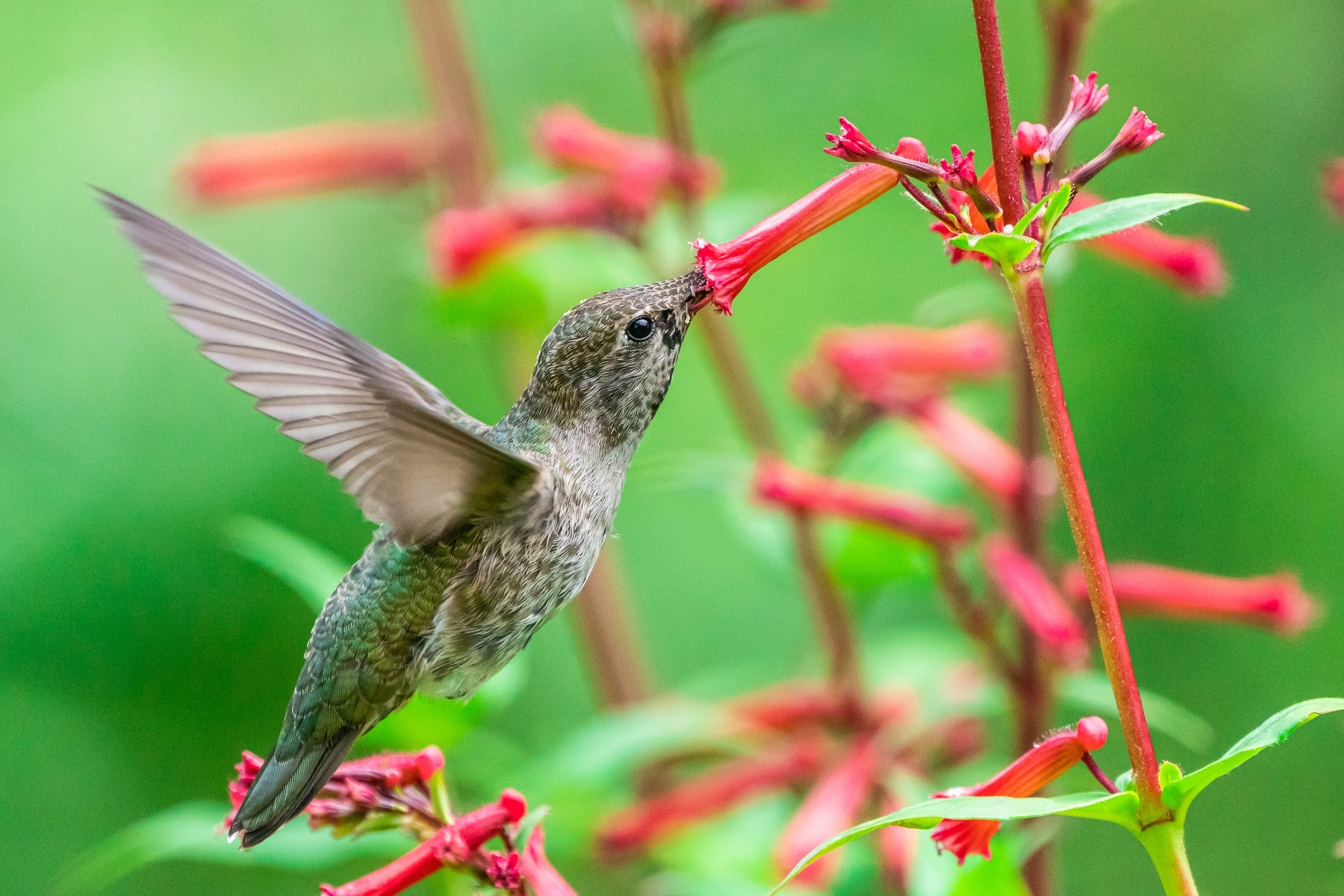 Hummingbird feeding on flower nectar