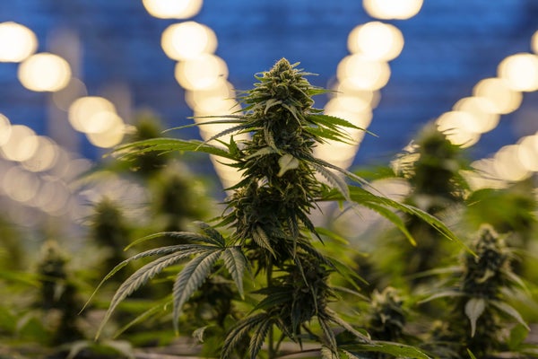 Cannabis plants grow in a greenhouse at a facility