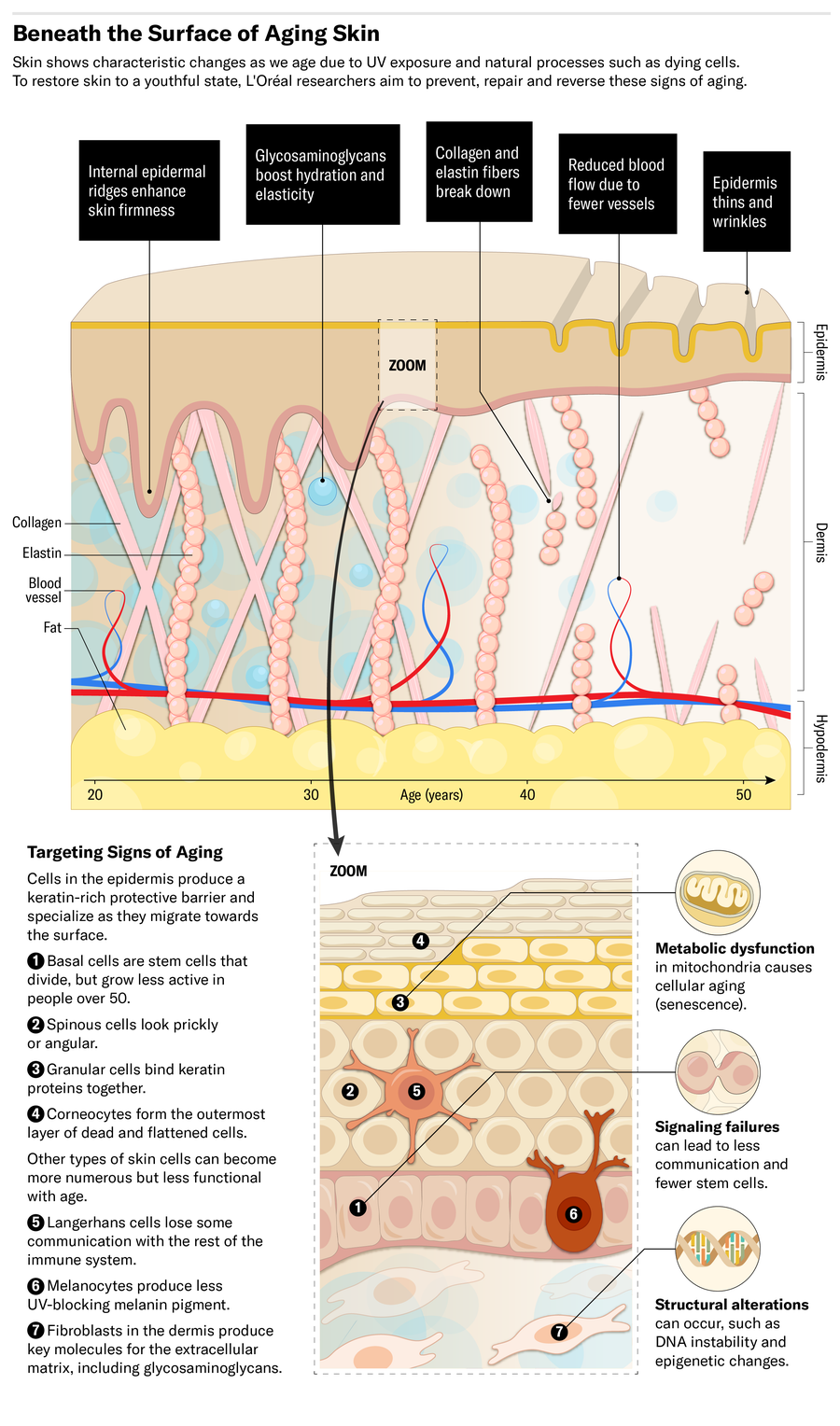 Graphic illustration, beneath the surface of aging