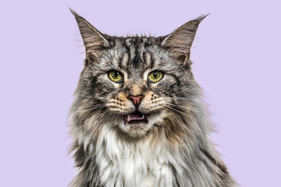 https://static.scientificamerican.com/dam/m/7f01b6ab88c068aa/original/main-coon-cat.jpg?m=1750133799.186&w=900