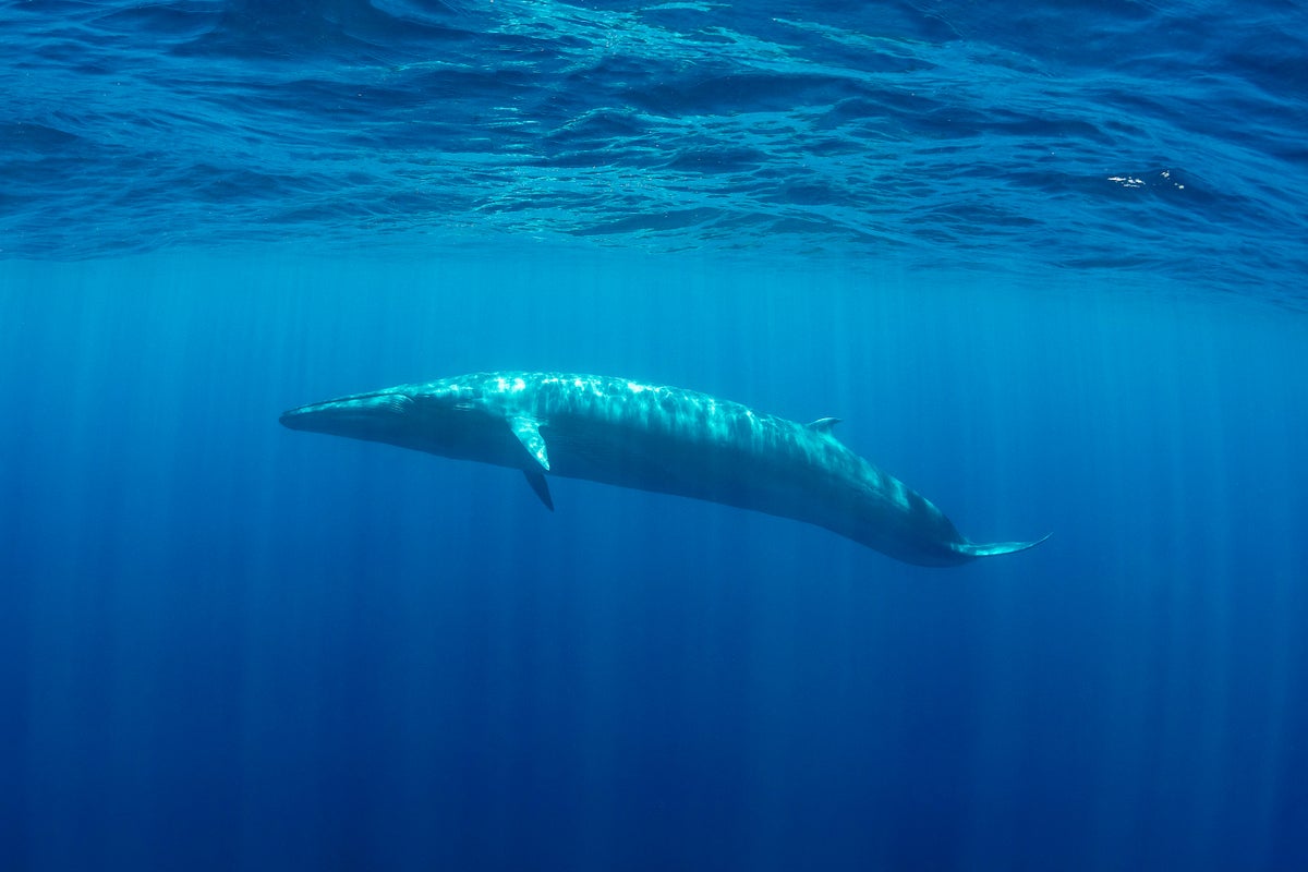 Bryde's whale swimming near the surface of blue water