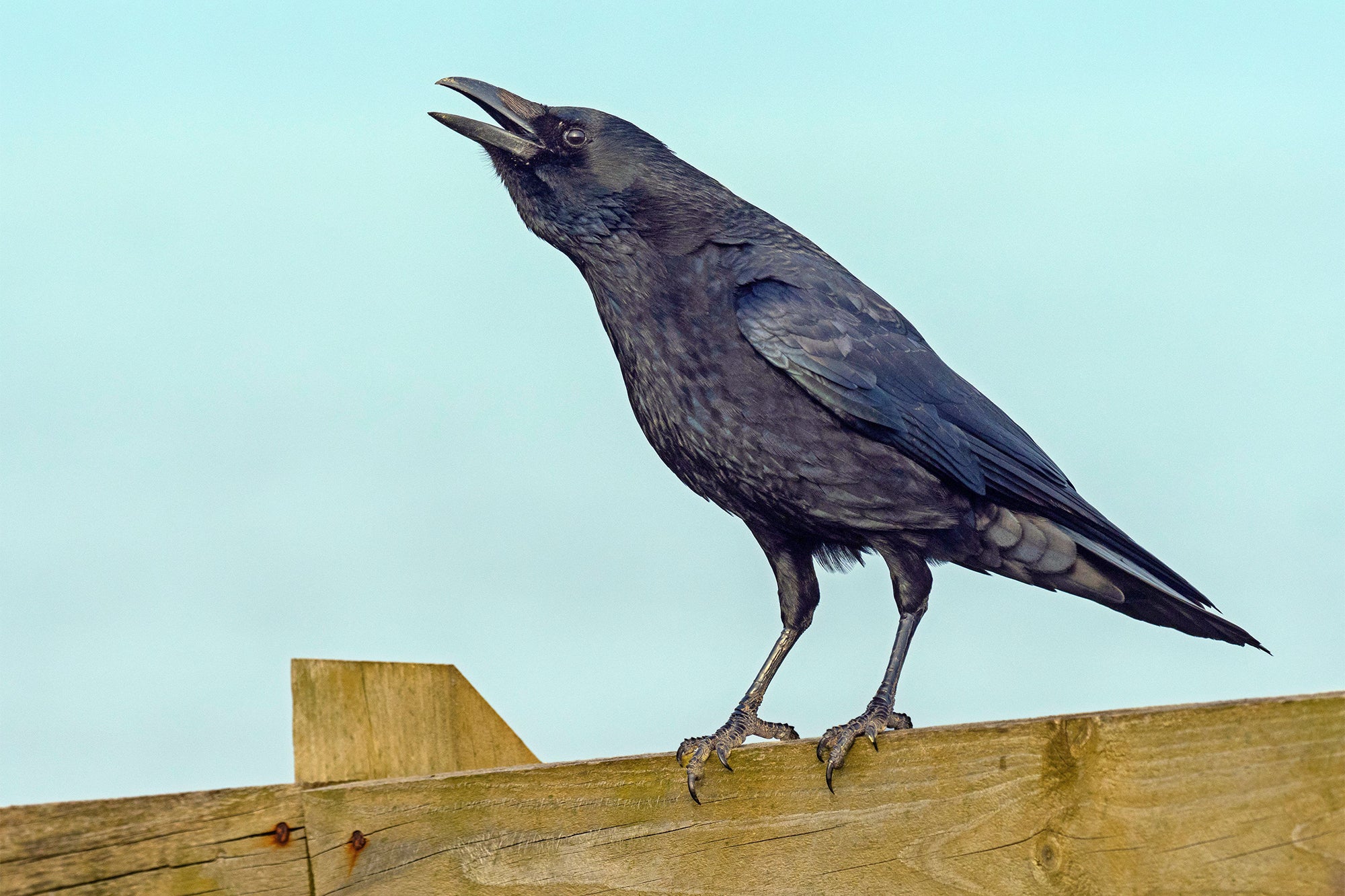 Black crow perched on wooden fence against blue sky