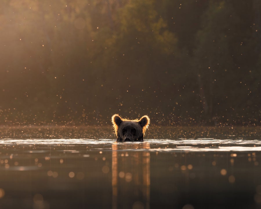 Grizzly Bears Will Finally Return to Washington State. Humans Aren’t Sure How to Greet Them