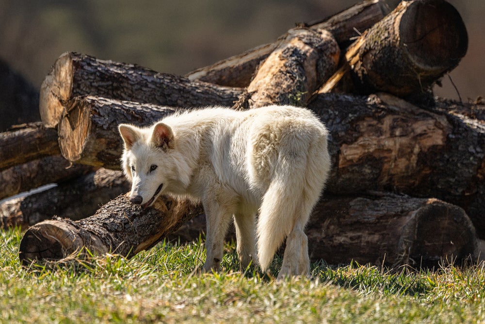 Colossal's Dire Wolf de pie frente a una pila de troncos de árboles