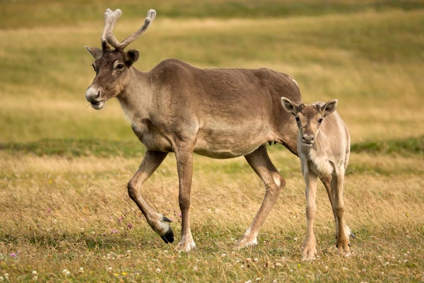 A mother caribou with short fuzzy antlers with her calf walking next to her against the green and yellow landscape