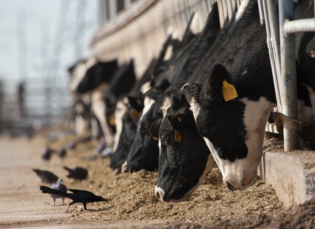 Cows feeding in pens at a dairy farm with birds on ground
