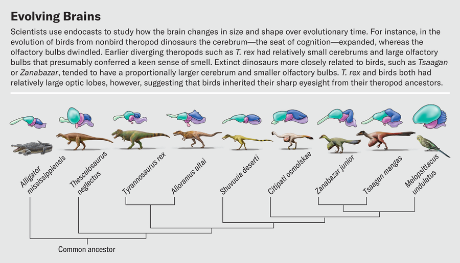 Family tree shows various dinosaur species along with a modern alligator and bird with a brain endocast illustration for each animal highlighting structural changes over evolutionary time.