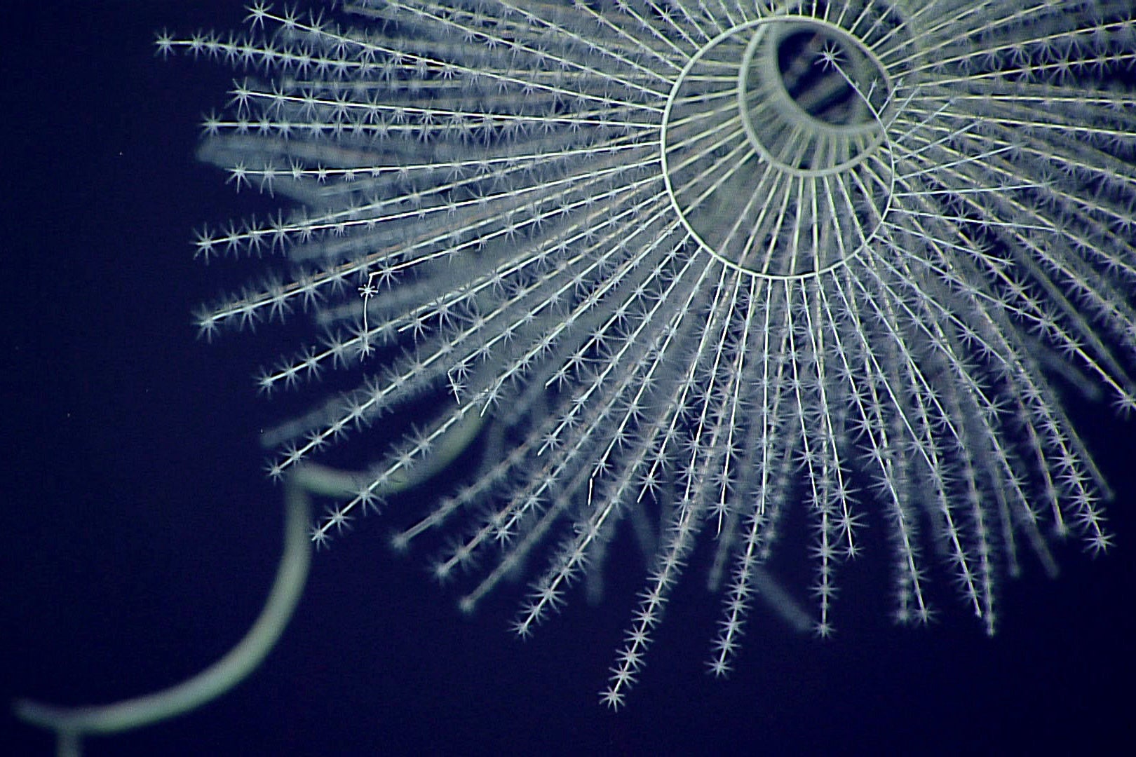 Deep-sea octocoral
