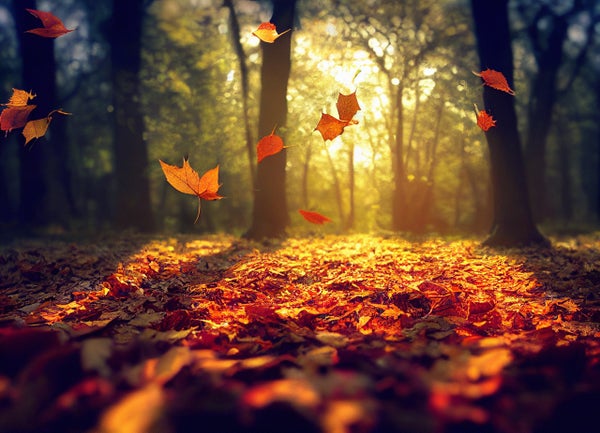 Falling leaves in autumn landscape